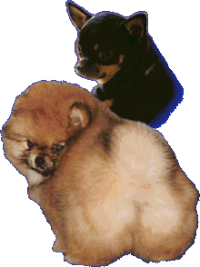 Pomeranians and Chihuahuas